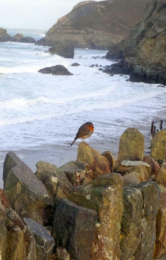 Wrens Nook Villa St Agnes  Eksteriør bilde